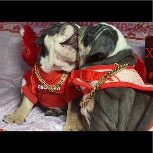 Check out Finesse Bullies on IG for your adorable fur babies #finessebullies